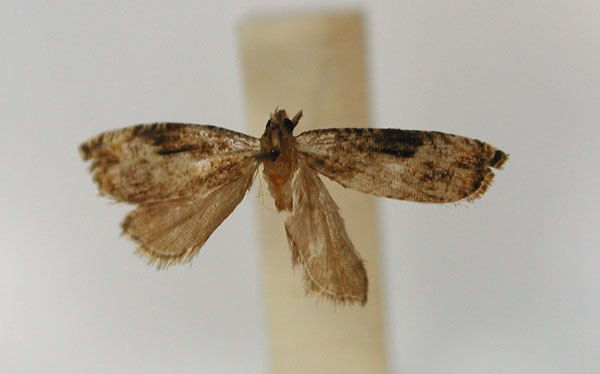 /filer/webapps/moths/media/images/C/cathareutis_Eucosma_HT_RMCA_01.jpg