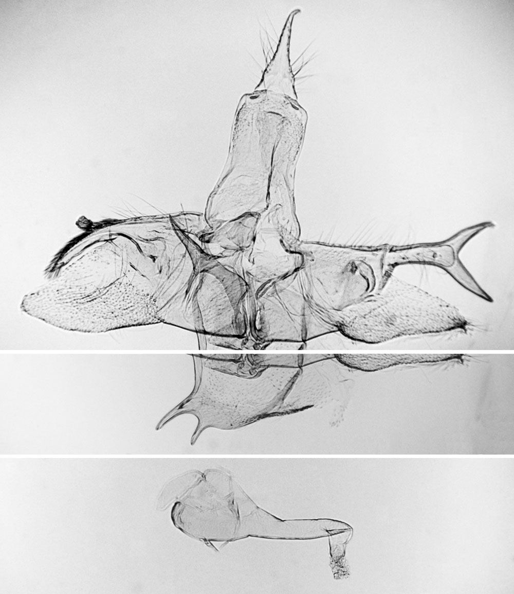 /filer/webapps/moths/media/images/C/catharotes_Pselnophorus_GMLT_BMNH_18629.jpg