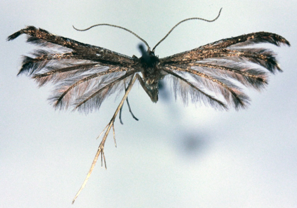 /filer/webapps/moths/media/images/C/catharotes_Pselnophorus_LT_BMNH.jpg