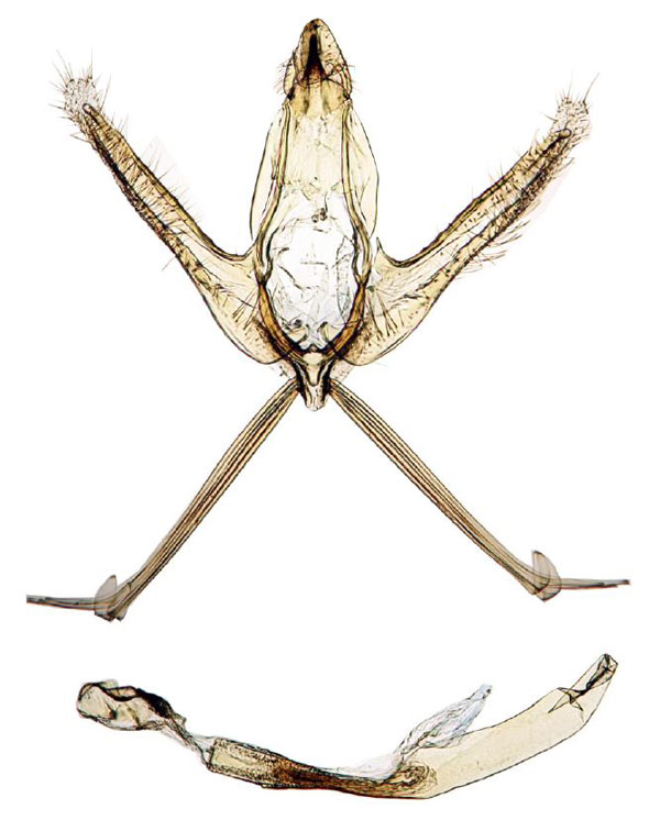 /filer/webapps/moths/media/images/C/catherinae_Ptychopseustis_GM_BMNH.jpg