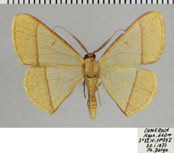 /filer/webapps/moths/media/images/C/cathetus_Zamarada_AM_ZSM.jpg