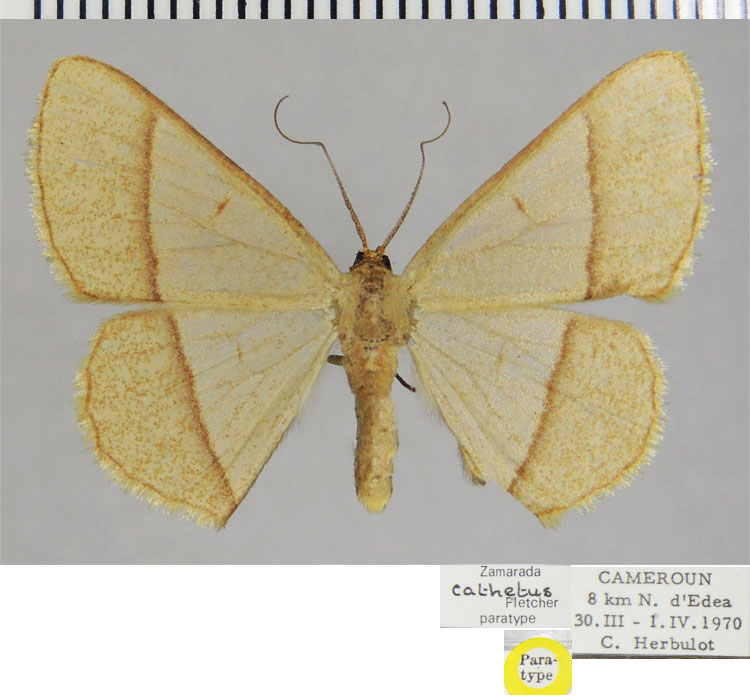 /filer/webapps/moths/media/images/C/cathetus_Zamarada_PTF_ZSMa.jpg