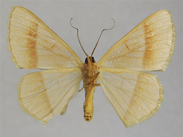 /filer/webapps/moths/media/images/C/cathetus_Zamarada_PTF_ZSMb.jpg