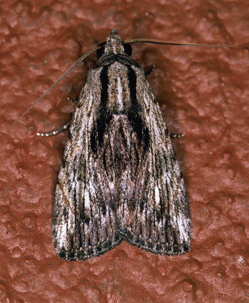 /filer/webapps/moths/media/images/C/catilla_Hypotacha_A_Roland_01.jpg