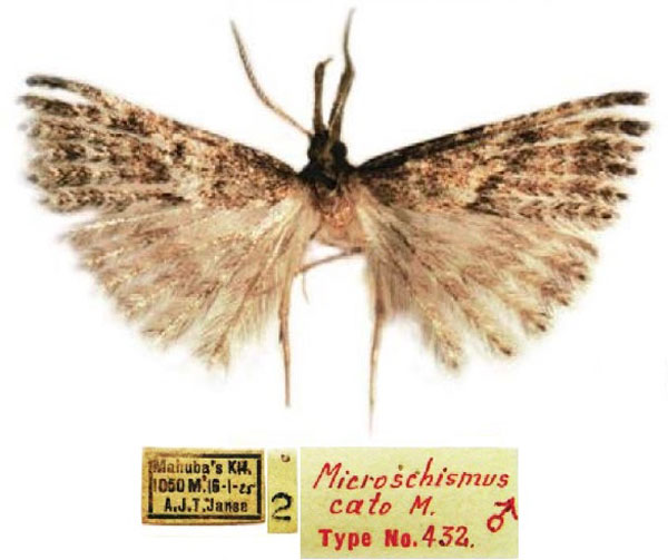 /filer/webapps/moths/media/images/C/cato_Microschismus_HT_TMSA.jpg