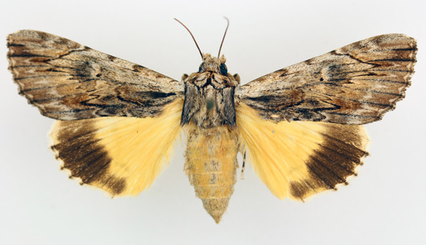 /filer/webapps/moths/media/images/C/catocala_Ulotrichopus_AF_TMSA_01.jpg