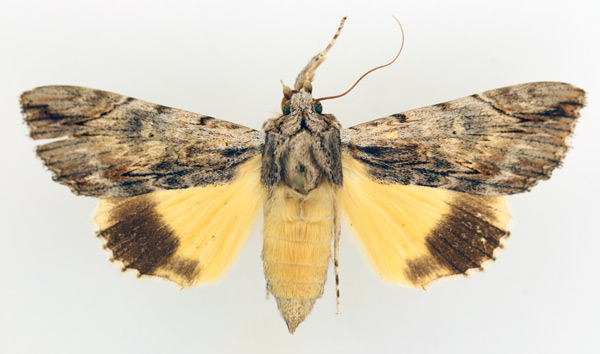 /filer/webapps/moths/media/images/C/catocala_Ulotrichopus_AF_TMSA_02.jpg
