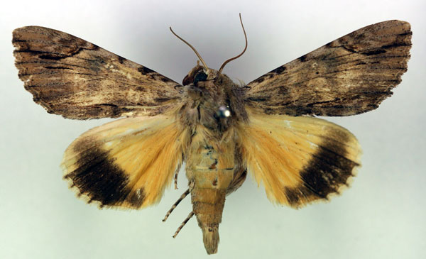 /filer/webapps/moths/media/images/C/catocala_Ulotrichopus_AM_RMCA.jpg
