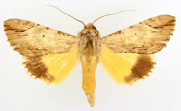 /filer/webapps/moths/media/images/C/catocala_Ulotrichopus_AM_TMSA_01.jpg