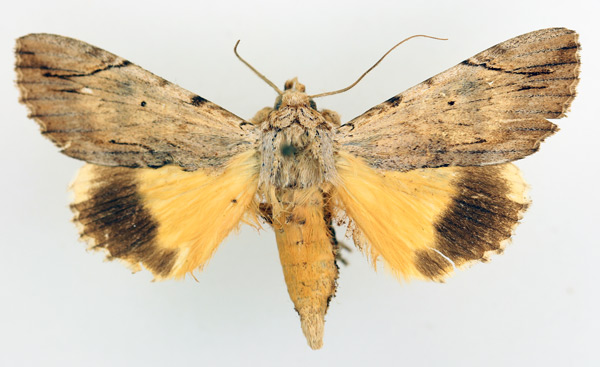 /filer/webapps/moths/media/images/C/catocala_Ulotrichopus_AM_TMSA_02.jpg