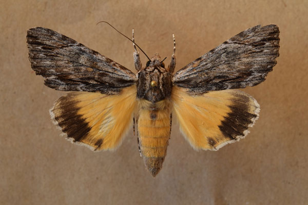 /filer/webapps/moths/media/images/C/catocala_Ulotrichopus_A_Butler.jpg