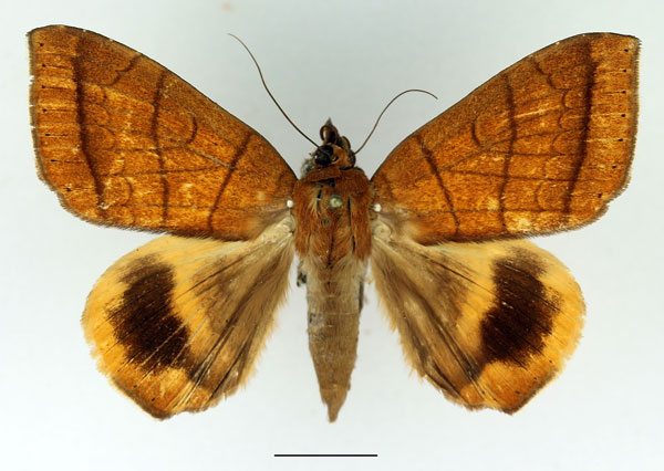 /filer/webapps/moths/media/images/C/catocalina_Achaea_AF_Basquin.jpg