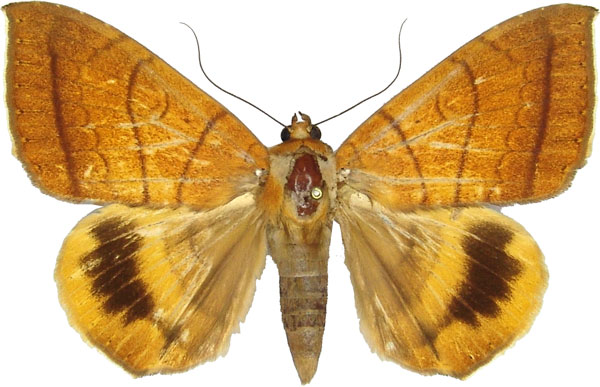 /filer/webapps/moths/media/images/C/catocalina_Achaea_AF_MCJM.jpg