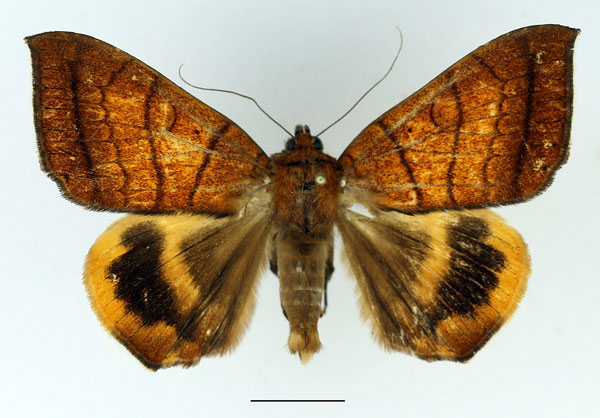/filer/webapps/moths/media/images/C/catocalina_Achaea_AM_Basquin.jpg