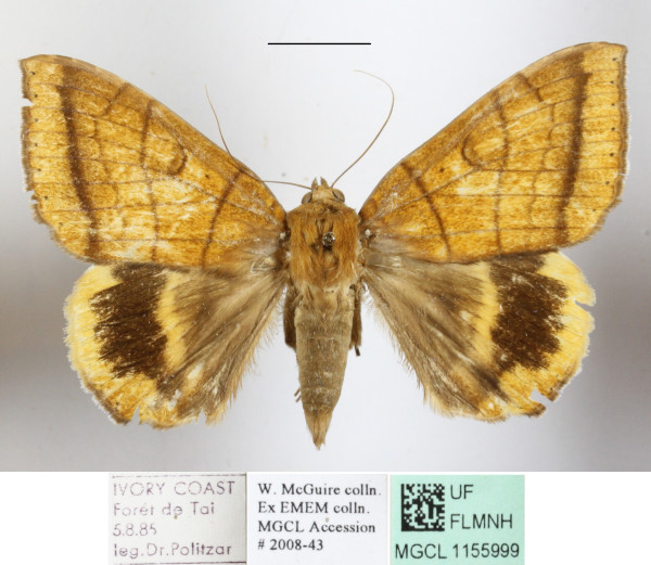 /filer/webapps/moths/media/images/C/catocalina_Achaea_A_MGCLa_01.jpg