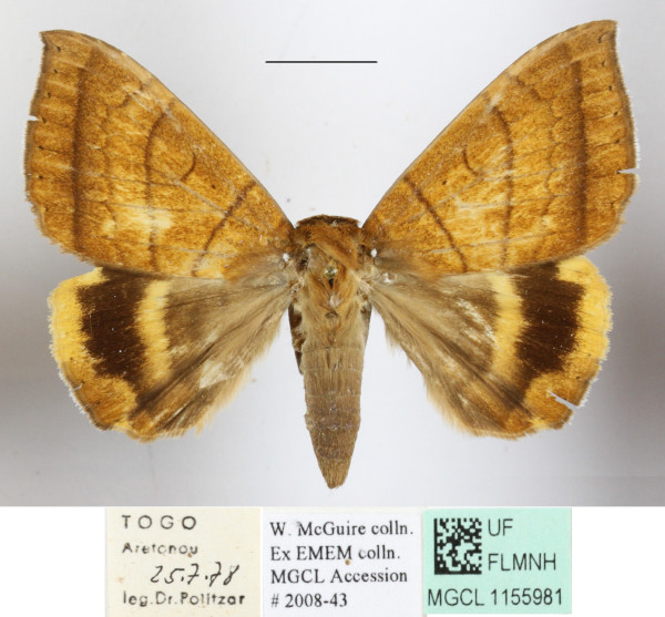 /filer/webapps/moths/media/images/C/catocalina_Achaea_A_MGCLa_02.jpg