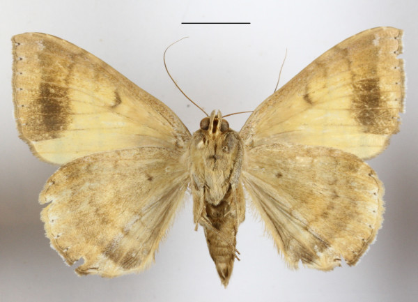 /filer/webapps/moths/media/images/C/catocalina_Achaea_A_MGCLb_01.jpg