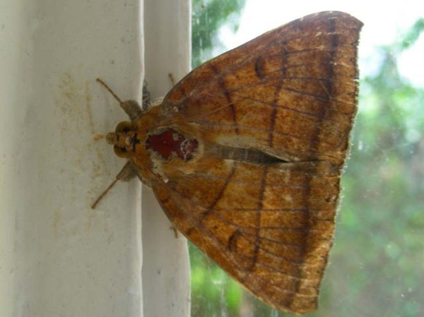 /filer/webapps/moths/media/images/C/catocalina_Achaea_A_Waring.jpg
