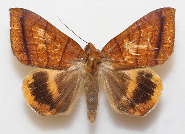 /filer/webapps/moths/media/images/C/catocalina_Heliophisma_A_Legrain.jpg