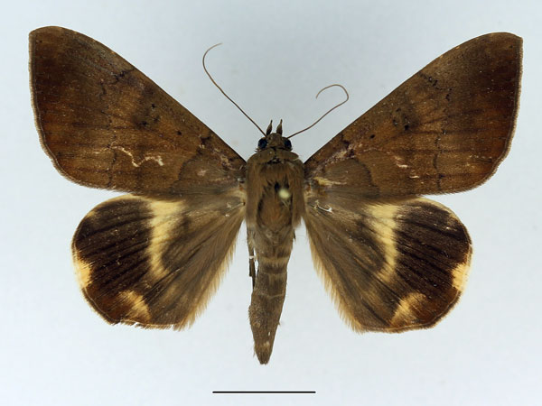 /filer/webapps/moths/media/images/C/catocaloides_Achaea_AF_Basquin_01.jpg