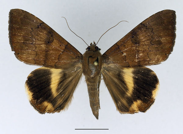 /filer/webapps/moths/media/images/C/catocaloides_Achaea_AF_Basquin_02.jpg