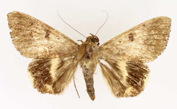 /filer/webapps/moths/media/images/C/catocaloides_Achaea_AM_TMSA_01.jpg