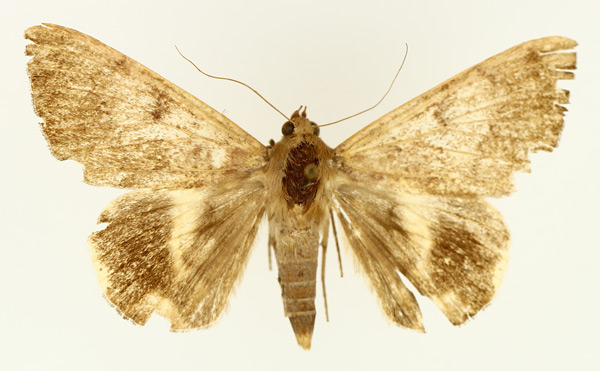 /filer/webapps/moths/media/images/C/catocaloides_Achaea_AM_TMSA_02.jpg