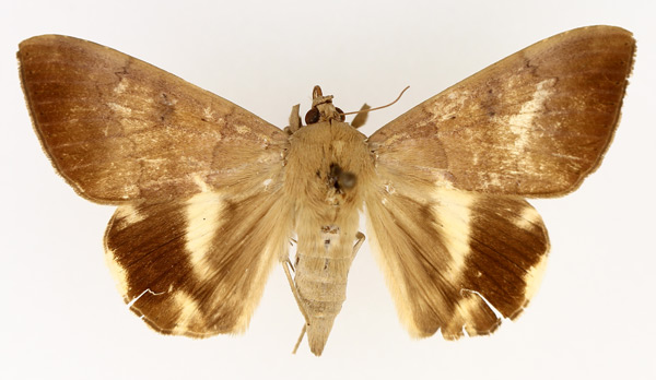 /filer/webapps/moths/media/images/C/catocaloides_Achaea_AM_TMSA_03.jpg