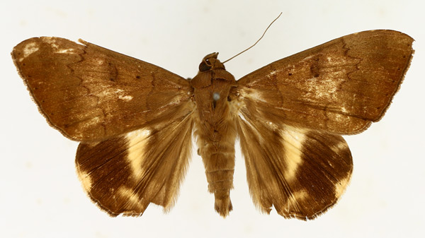/filer/webapps/moths/media/images/C/catocaloides_Achaea_AM_TMSA_04.jpg
