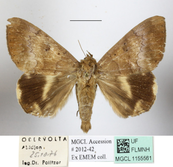 /filer/webapps/moths/media/images/C/catocaloides_Achaea_A_MGCLa_01.JPG