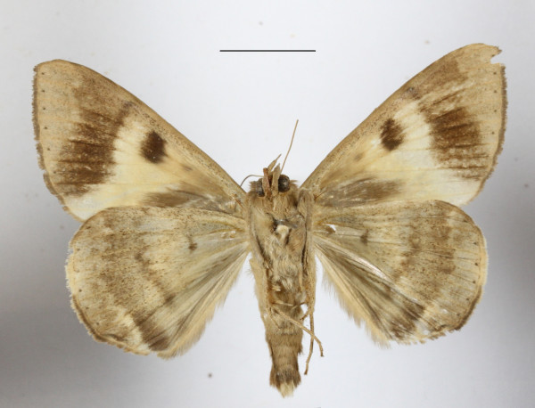 /filer/webapps/moths/media/images/C/catocaloides_Achaea_A_MGCLb_01.JPG