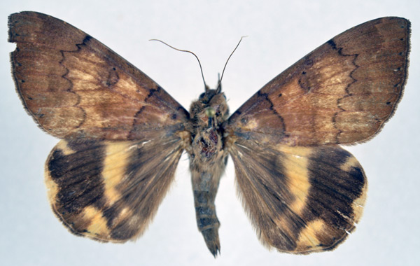 /filer/webapps/moths/media/images/C/catocaloides_Achaea_A_NHMO.jpg