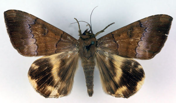 /filer/webapps/moths/media/images/C/catocaloides_Achaea_A_RMCA.jpg