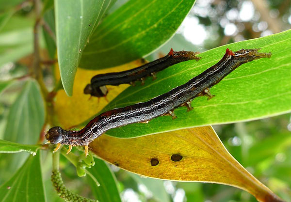 /filer/webapps/moths/media/images/C/catocaloides_Achaea_C_Konda.jpg