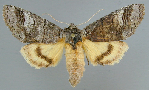 /filer/webapps/moths/media/images/C/catocaloides_Catochria_A_RMCA.jpg