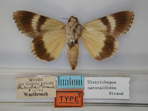 /filer/webapps/moths/media/images/C/catocaloides_Ulotrichopus_HT_RMCA_02.jpg