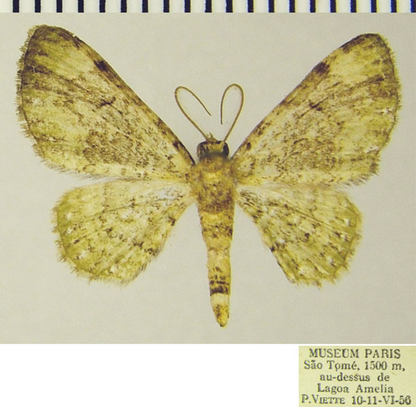 /filer/webapps/moths/media/images/C/catoglypta_Chloroclystis_AM_ZSMa.jpg