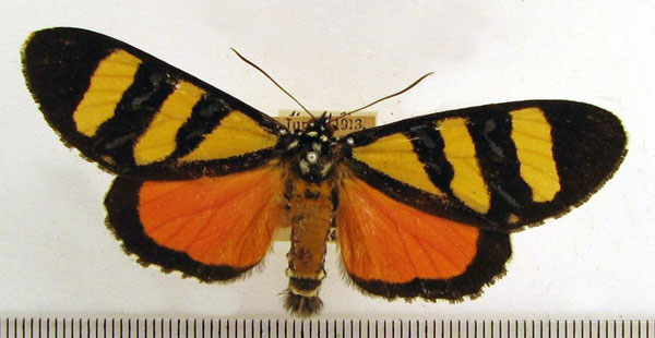 /filer/webapps/moths/media/images/C/catori_Heraclia_A_HDOU.jpg