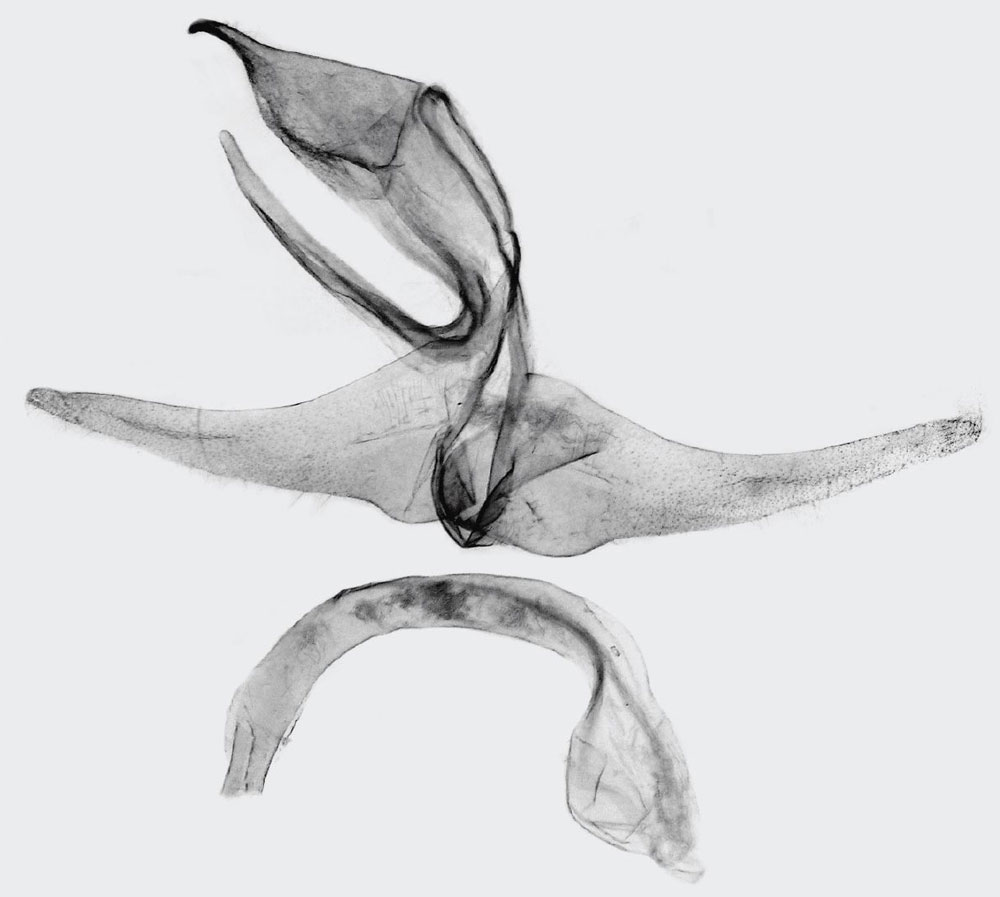 /filer/webapps/moths/media/images/C/catori_Parasa_GMHT_BMNH.jpg