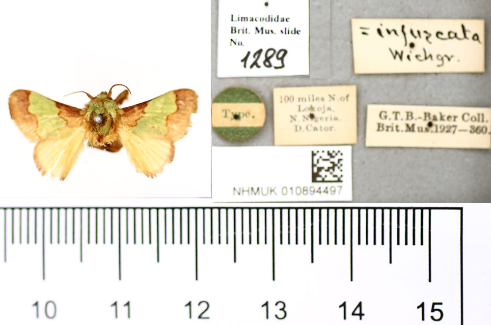 /filer/webapps/moths/media/images/C/catori_Parasa_HT_BMNH.jpg