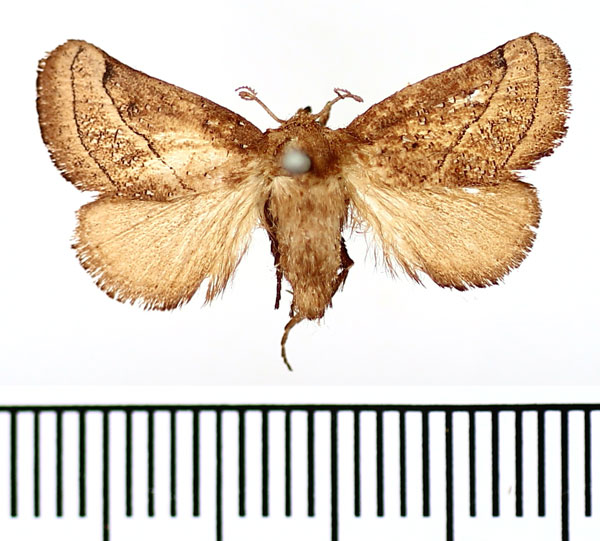 /filer/webapps/moths/media/images/C/catori_Thosea_AF_BMNH.jpg