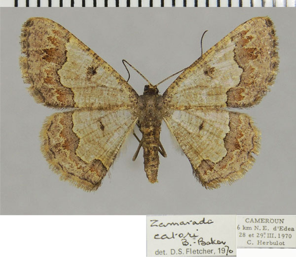 /filer/webapps/moths/media/images/C/catori_Zamarada_AF_ZSM.jpg