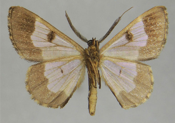 /filer/webapps/moths/media/images/C/catori_Zamarada_AM_ZSMb.jpg