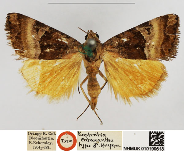 /filer/webapps/moths/media/images/C/catoxantha_Eustrotia_HT_NHMUK.jpg