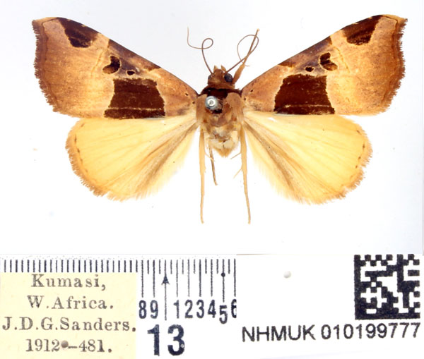 /filer/webapps/moths/media/images/C/catoxantha_Marcipa_AF_BMNH.jpg