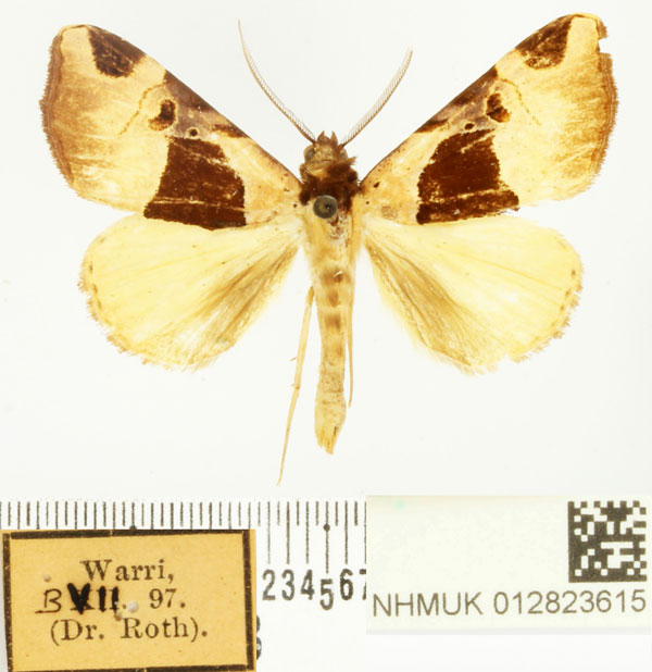 /filer/webapps/moths/media/images/C/catoxantha_Marcipa_AM_BMNH.jpg