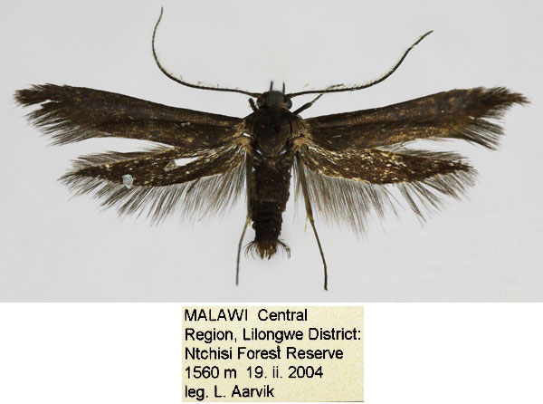 /filer/webapps/moths/media/images/C/catuliformis_Scythris_HT_NHMO_IyAdq8N.jpg