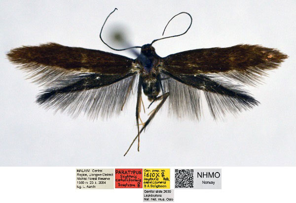 /filer/webapps/moths/media/images/C/catuliformis_Scythris_PTF_NHMO_ri4Szgx.jpg