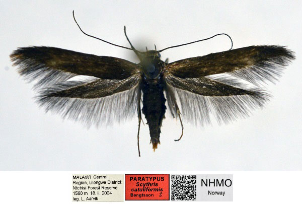 /filer/webapps/moths/media/images/C/catuliformis_Scythris_PTM_NHMO_i35mzrm.jpg
