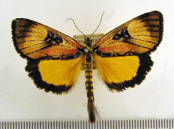 /filer/webapps/moths/media/images/C/caudaequina_Andrhippuris_A_HDOU_01.jpg